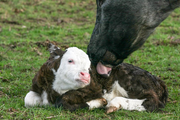 Mother cow lovingly licks her calf who is laid on a field of grass