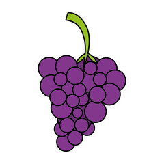 Sweet fruit grapes icon vector illustration design graphic flat 