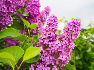 Beautiful purple lilac flowers outdoors. Syringa vulgaris. Spring summer background