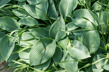 Siebold's hosta (Hosta sieboldiana). Evergreen plant.