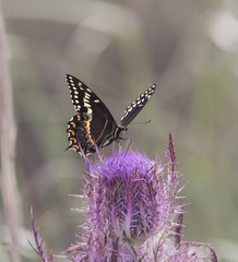 Palamedes Swallowtail Butterfly on pink thistle flower head in a natural landscape background