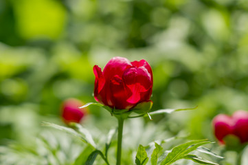 red peony on green background