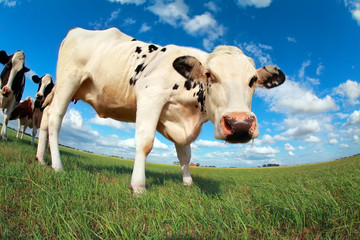 cow on pasture over blue sky