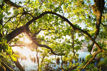 Fototapeta premium sunlight through oak tree branches