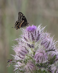 Palamedes Swallowtail Butterfly on pink thistle flower head in a natural landscape background