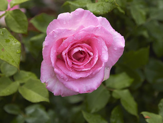 June rose