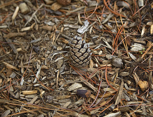 Pinecone floor