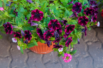 petunia flowers in a pot