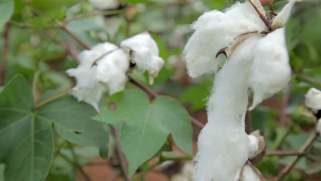 Raw Cotton on Plant