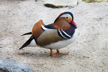 Standing exotic colorful bird. Red beak. Mandarin duck. Aix galericulata.