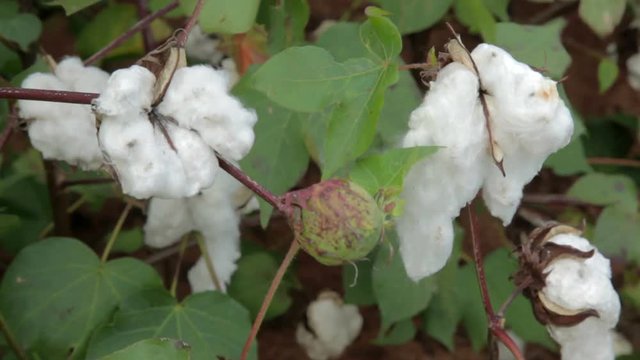 Cotton Plants in Field