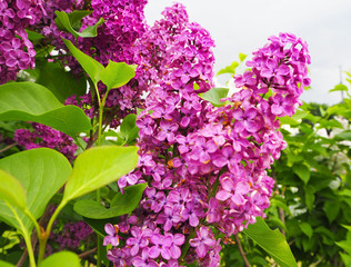 Fototapeta na wymiar Branch of lilac purple flowers with green leaves. Spring summer background