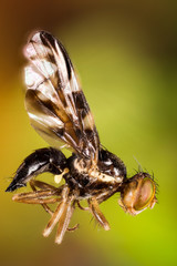 Macro Focus Stacking - Fly, Flies