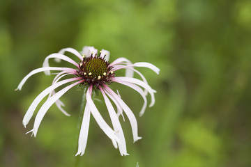 Pale Purple Coneflower