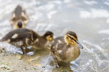 Close up of three baby mallard ducks on the edge of a pond
