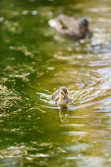 Baby mallard duck swimming in a green pond, with mother duck in the background
