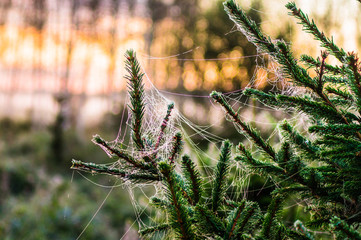 Early morning in the woods. A spider web covered with hoar frost hung on the spruce. Belarus, Naliboki forest