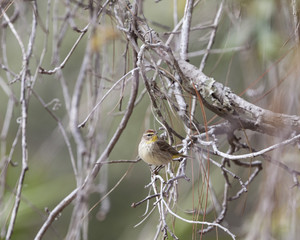 Palm Warbler Bird in a natual landscape