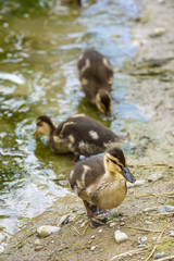 Three baby ducks, one standing on the edge of a pond and two feeding in the muddy green pond
