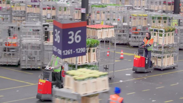 837_Three_strollers_being_driven_by_the_workers.mov