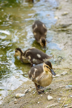 Three baby ducks, one standing on the edge of a pond and two feeding in the muddy green pond
