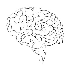 human brain organ think health vector illustration