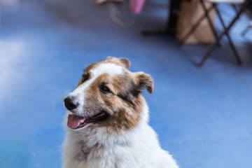 Dog with open mouth and tongue