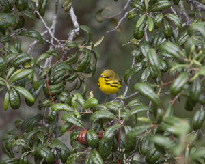 Prairie Warbler in a natural landscape