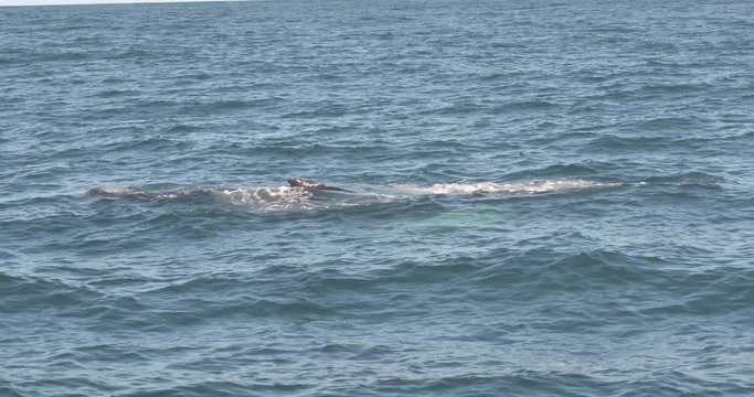 ICELAND &ndash; SEPTEMBER 2016 : Video shot of whale coming up from water on a beautiful day