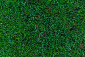 Green grass background in public city park