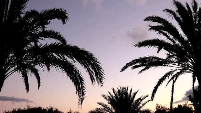 Palmen Abendhimmel 