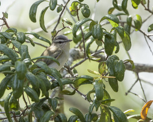 Red-eyed Vireo perching bird in natural landscape