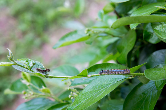 Tent Caterpillar on a Bush