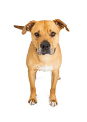 Big Mixed Breed Dog Standing on White