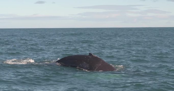 ICELAND &ndash; SEPTEMBER 2016 : Video shot of whale coming up from water on a beautiful day