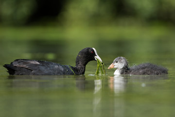 Fototapeta premium Eurasian Coot, Coot, Fulica atra - nestling