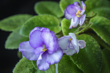 Obraz premium African Violet