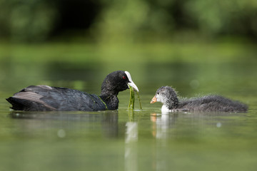 Eurasian Coot, Coot, Fulica atra - nestling