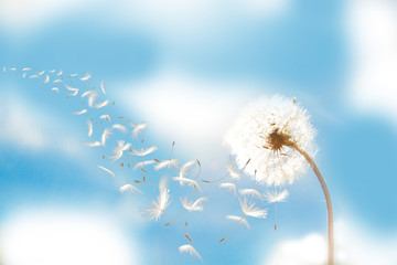 Obraz premium Beautiful flying dandelion seeds in the Wind on blue sky.