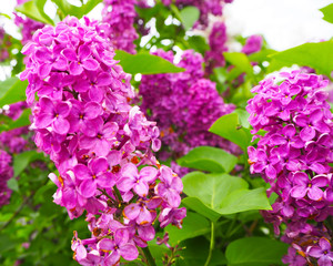 Branch of lilac purple flowers with green leaves. Spring summer background