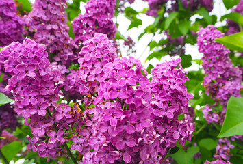 Branch of lilac purple flowers with green leaves. Spring summer background