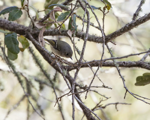Ruby-crowned Kinglet bird in a natural landscape