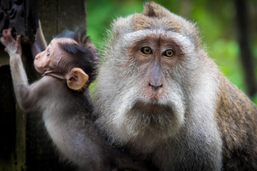 Obraz premium Female macaque monkey with cub at Monkey Forest, Bali, Indonesia