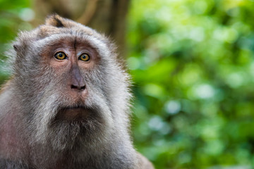 Portrait of macaque monkey with copy space for text