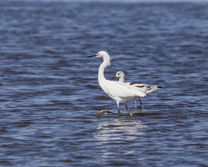 Snowy Egret in a natural landscape