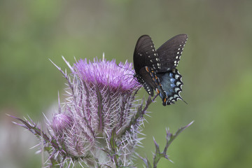 Spicebush Swallowtail Butterfly on wildflower bloom on natural landscape