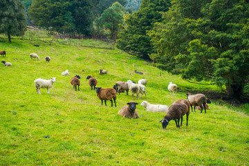 Naklejka na ściany i meble Beautiful view of some sheep grazing in river valley, located in south island in New Zealand