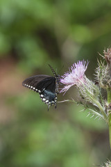 Spicebush Swallowtail Butterfly on wildflower bloom on natural landscape