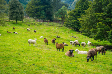 Naklejka premium Beautiful view of some sheep grazing in river valley, located in south island in New Zealand