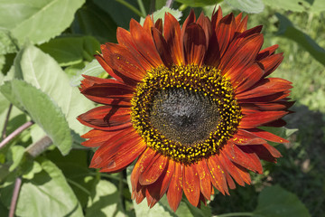 A close up of a large Red Sunflower head with yellow and black sunflower seeds